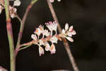 Largeleaf jointweed